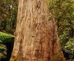 10 самых высоких деревьев на планете