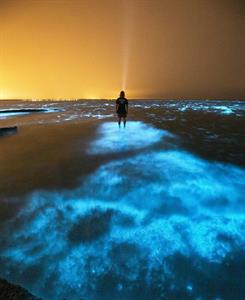 Биолюминисцентное свечение в море