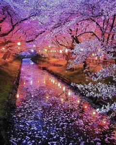 «Ночь цветения сакуры». Кавагоэ, Япония