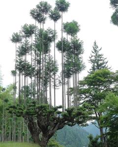 Дайсуги, древнее японское искусство выращивания деревьев на деревьях