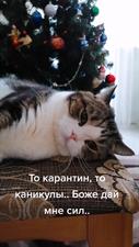 Быть котом очень непросто