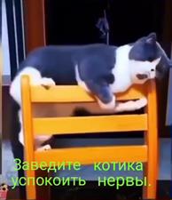 Котики тёплые животики