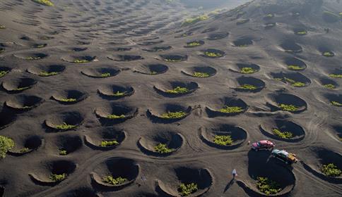Виноградники в знаменитых вулканических «лунных» ландшафтах Лансароте. Канарские острова, Испания