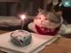 Коты отмечают день рождения