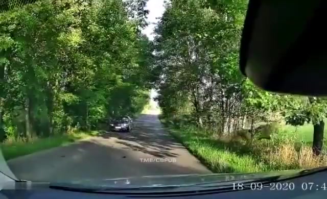В Польше лось ударился об автомобиль