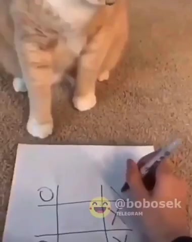 Крестики-нолики с котом