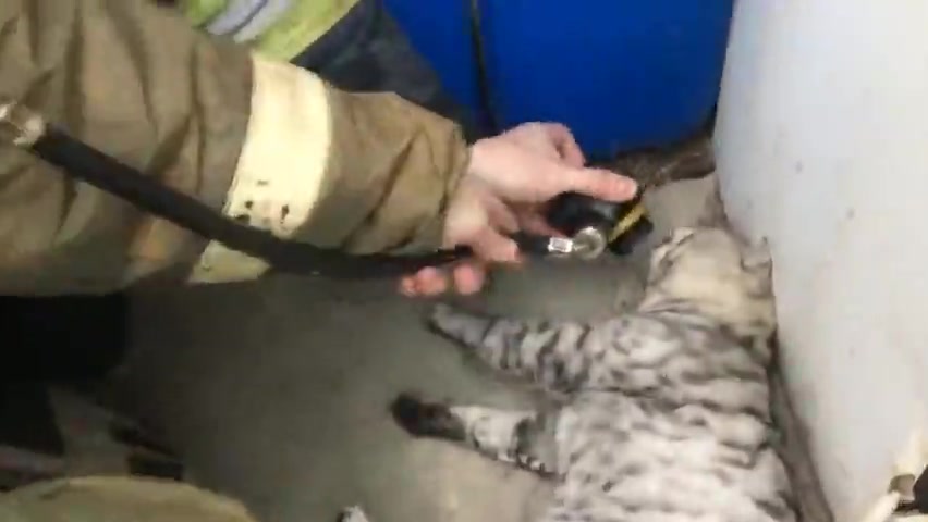 Спасли кота после пожара