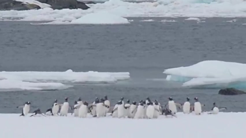 Пингвины что-то празднуют