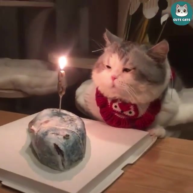 Коты отмечают день рождения