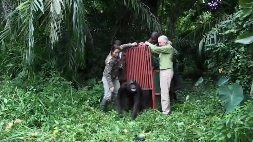 Шимпанзе отпускают на свободу в родную стихию