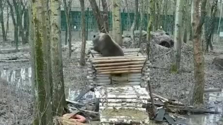 Медведь построил избушку