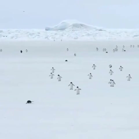 Как выглядят пингвины при пятикратном ускорении