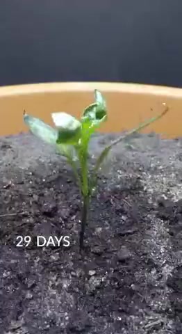 С семечки до первого плода за 158 дней