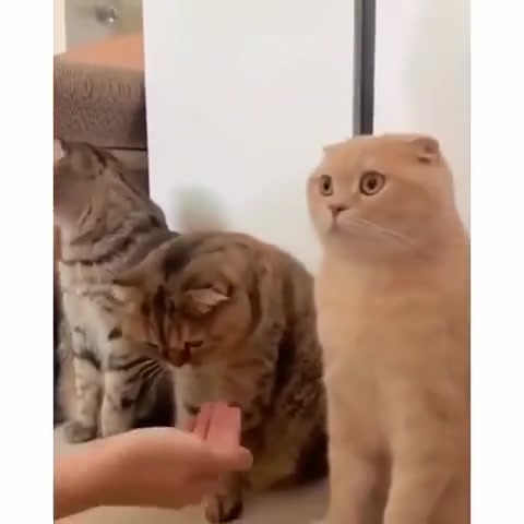 Первое знакомство с котами