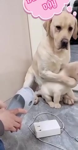 Не ругайся, он же маленький