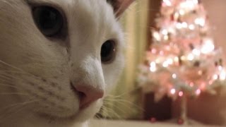Коты против рождественских ёлок