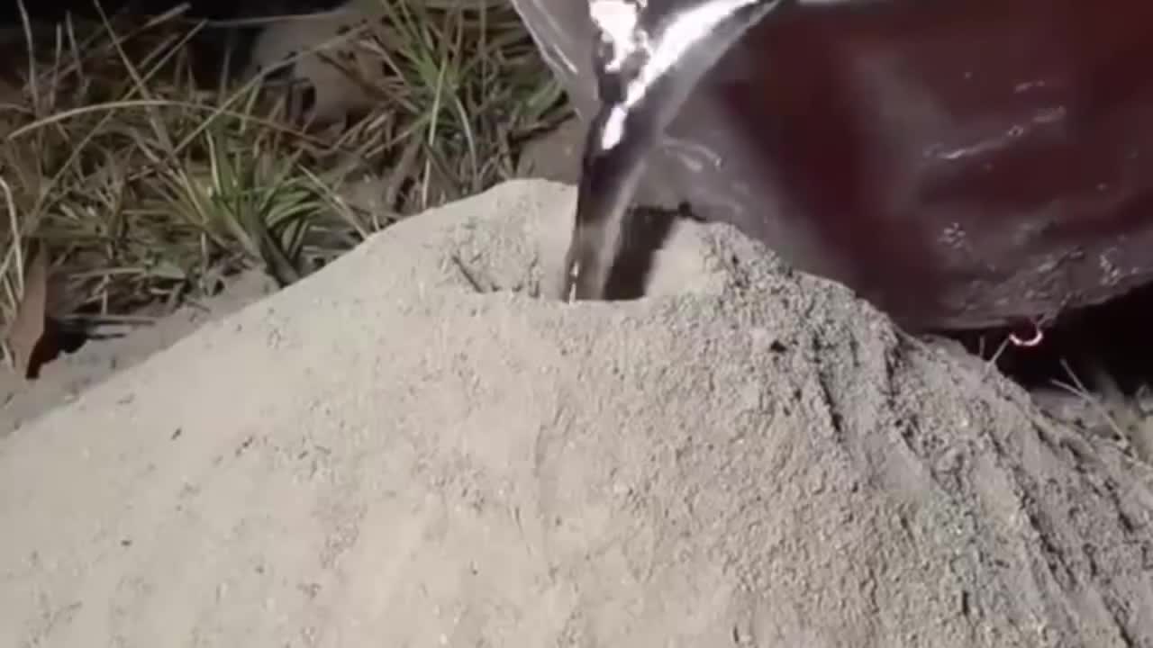 Что будет если в муравейник залить расплавленный алюминий