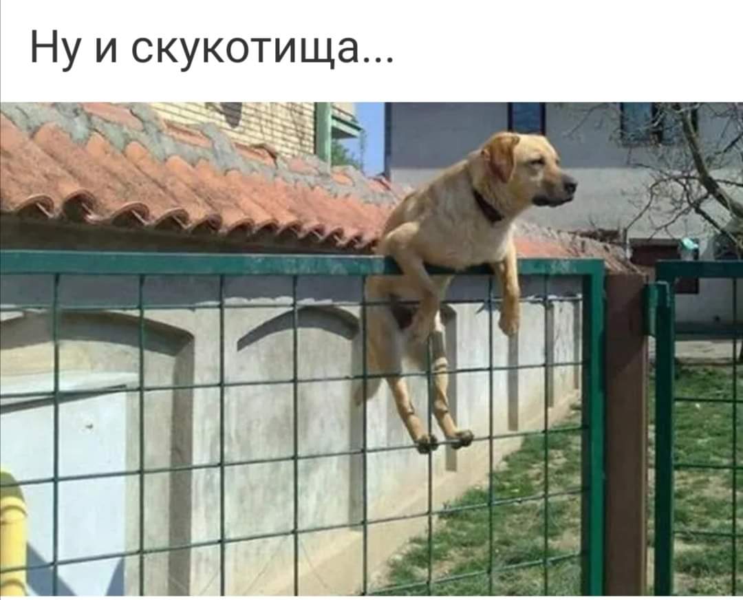 Собака на заборе