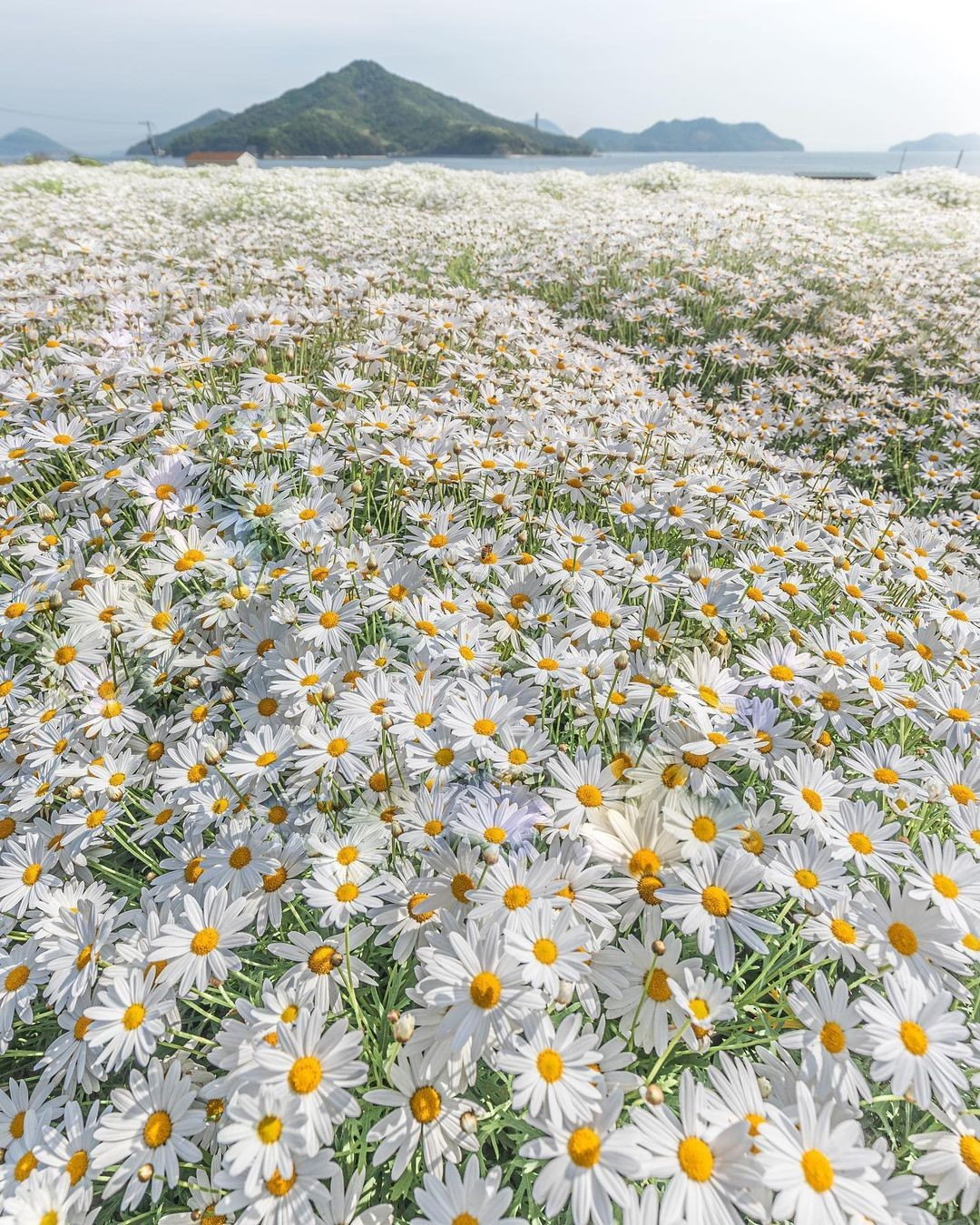 «Ромашковое море». Цветочный парк в префектуре Кагава, Япония
