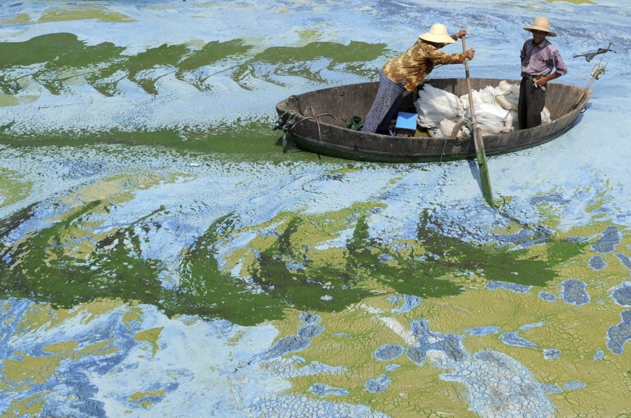 Заросшее водорослями озеро Чаоху, Китай, 2009