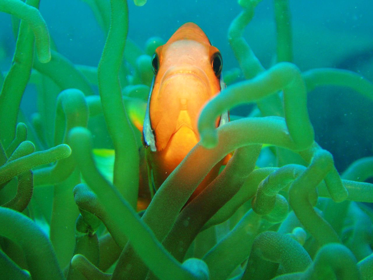 Рыбы едят растения. Морские жители. Подводный мир. Подводные растения. Подводные обитатели океана.
